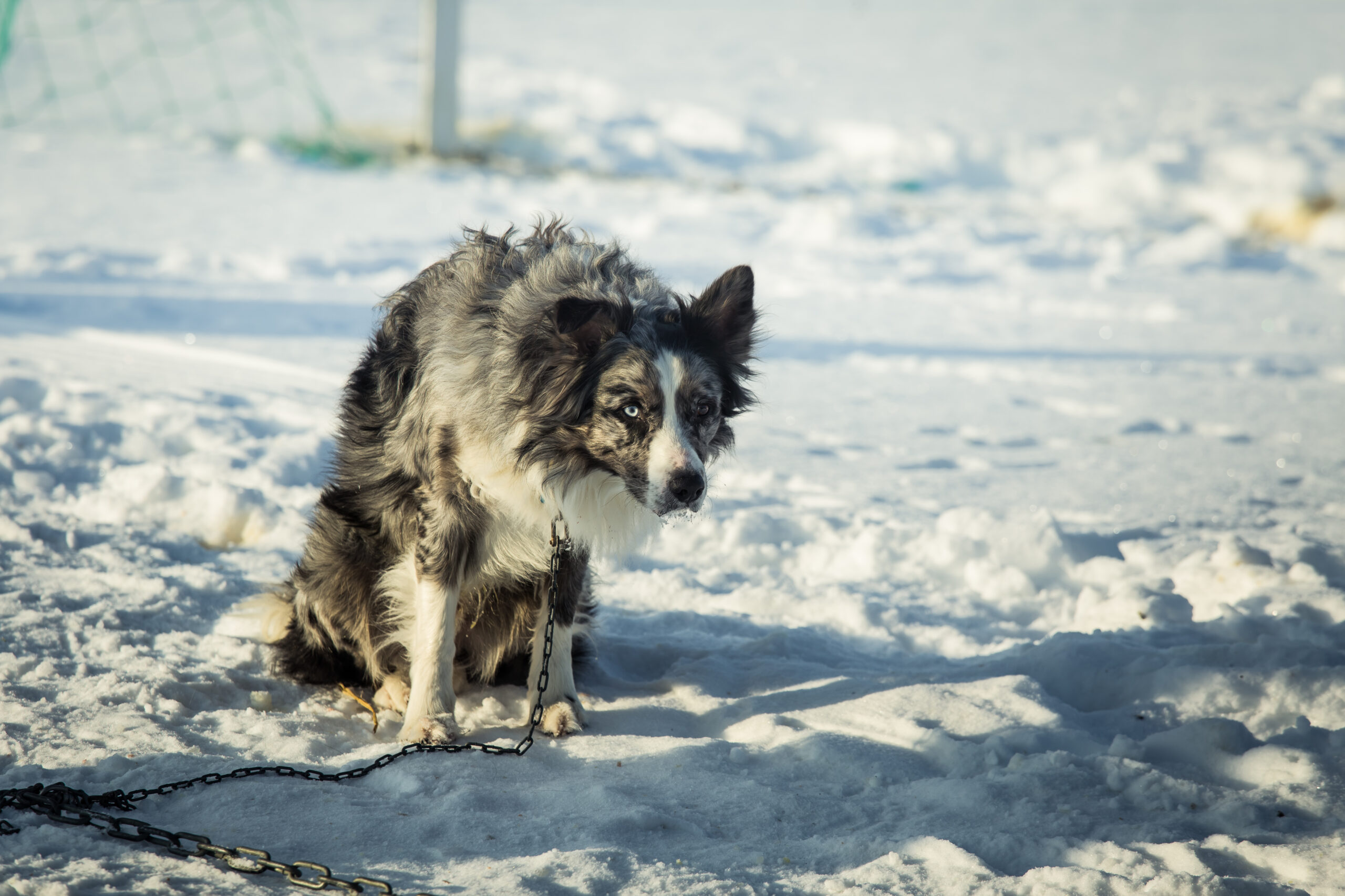 Towards  prohibiting  the chaining of dogs