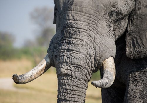 elephant_3D-printed-ivory