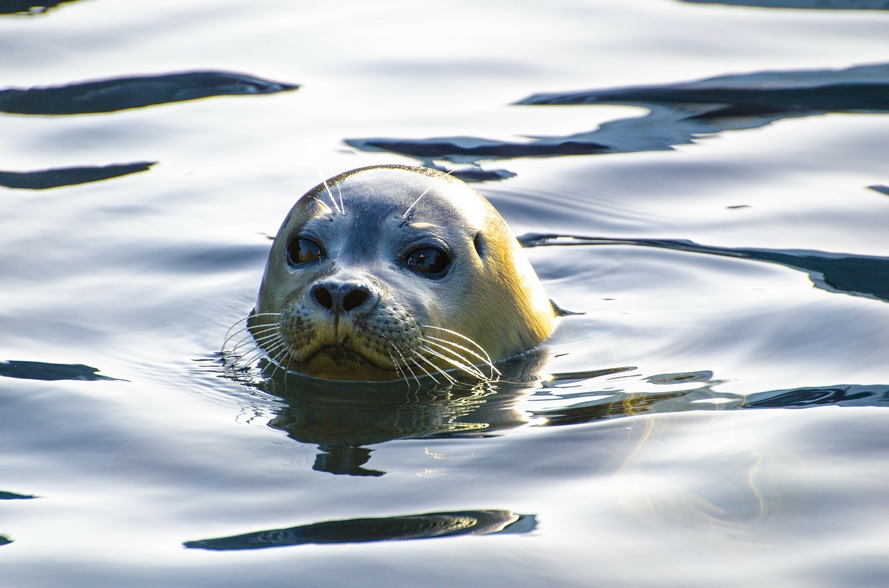 Ultra-rare Saimaa seals still dying in fishing nets | Yle