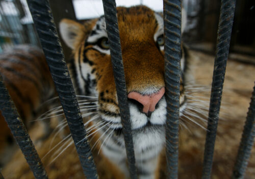 Amur,Tiger,In,Captivity.,A,Large,Beautiful,Amur,Tiger,Walks
